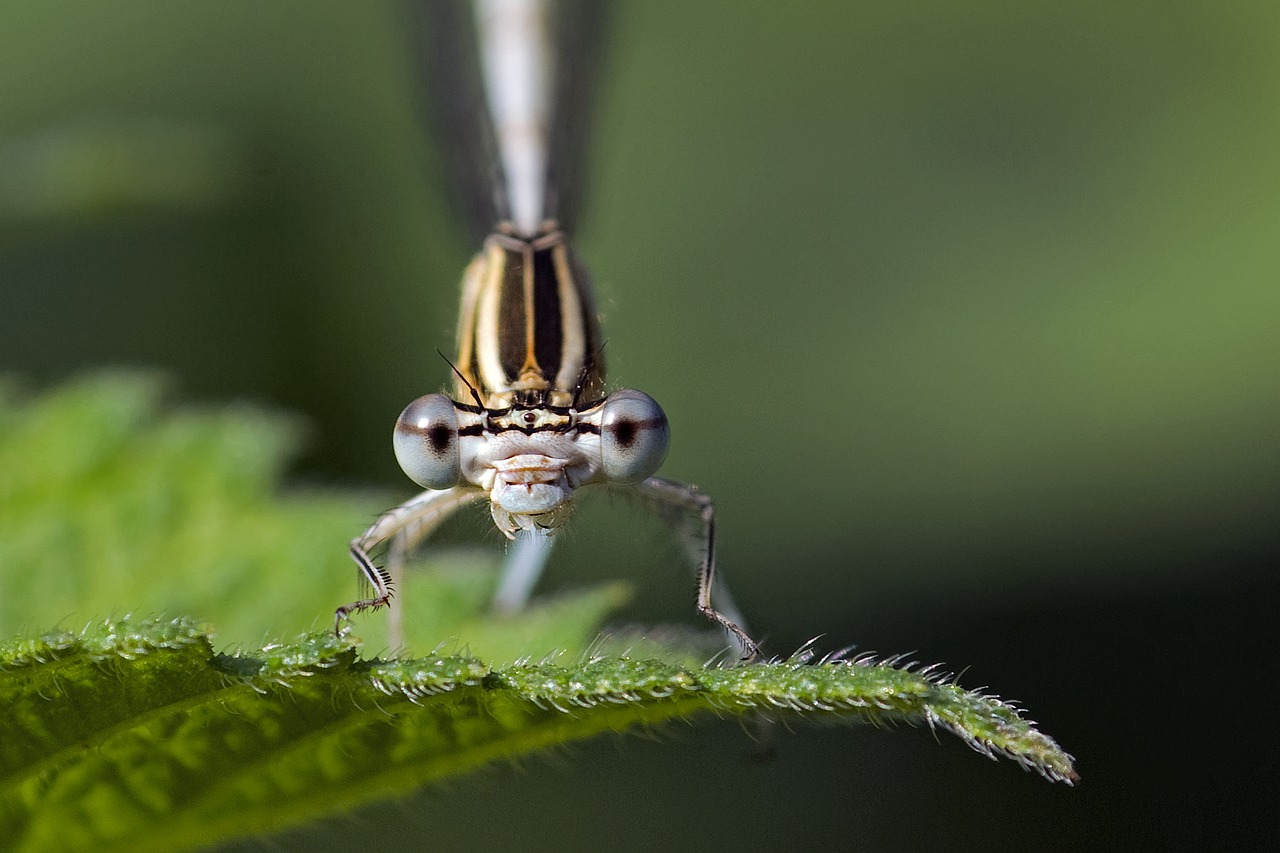 Oči vážky (Odonata spp.) v detailu, zdroj fotografie: © Camera-man, Pixabay.com