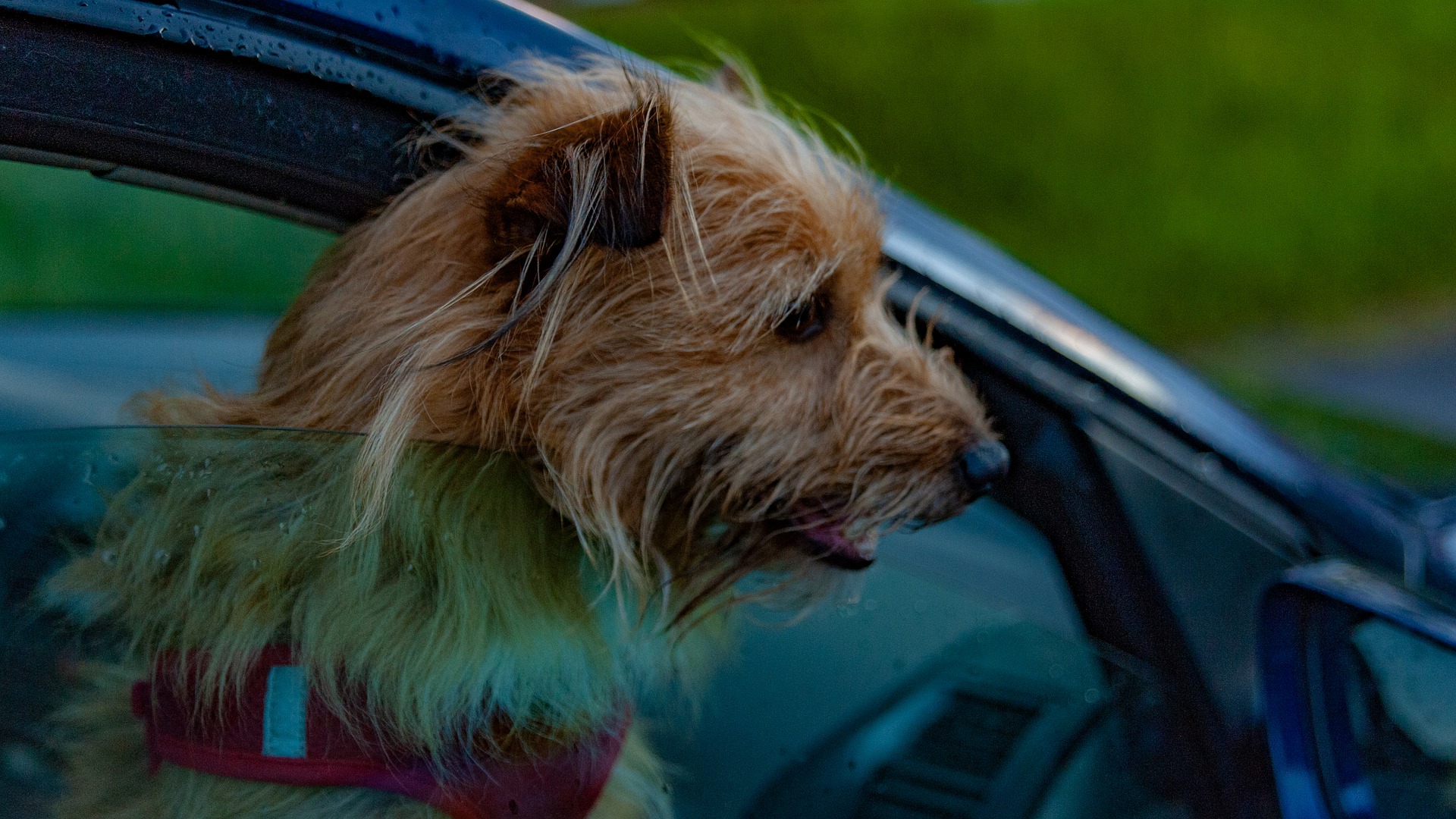Co dělat když je pes zavřený v autě?